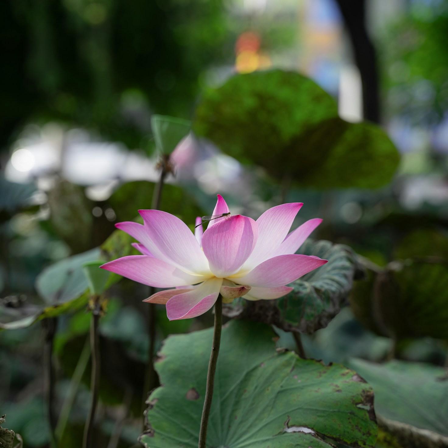 Meditation practice space with cushions arranged in circle